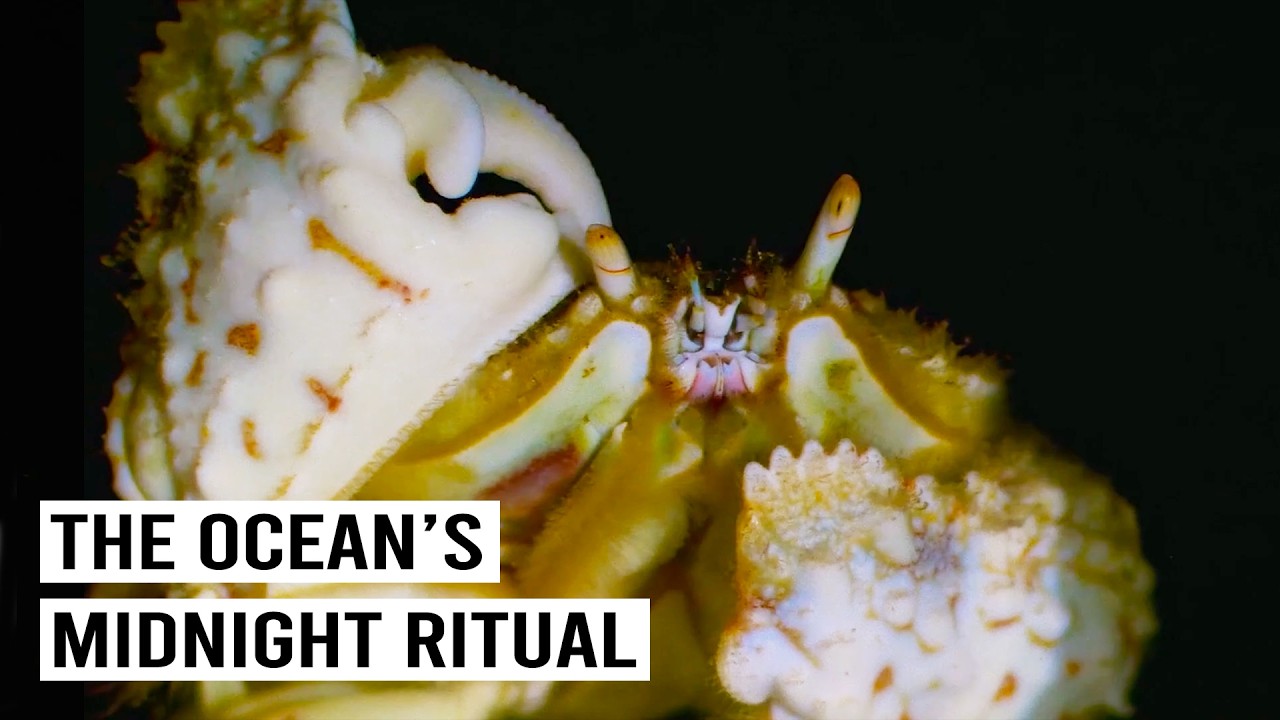 The Most Mysterious Ocean Ritual That Happens Once A Year