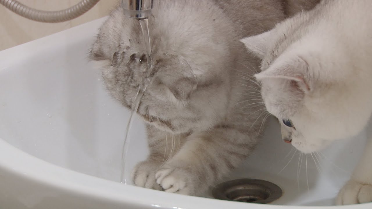 Вислоухий котик и его братья моют головы и лапы |  Котята - чистюли | Серебристая шиншилла