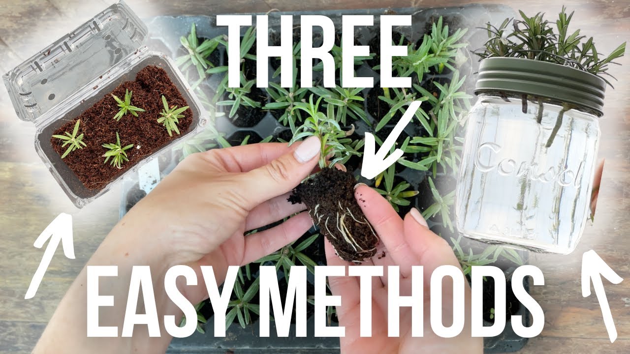 Rosemary Propagation Hacks Every Nursery Owner Needs