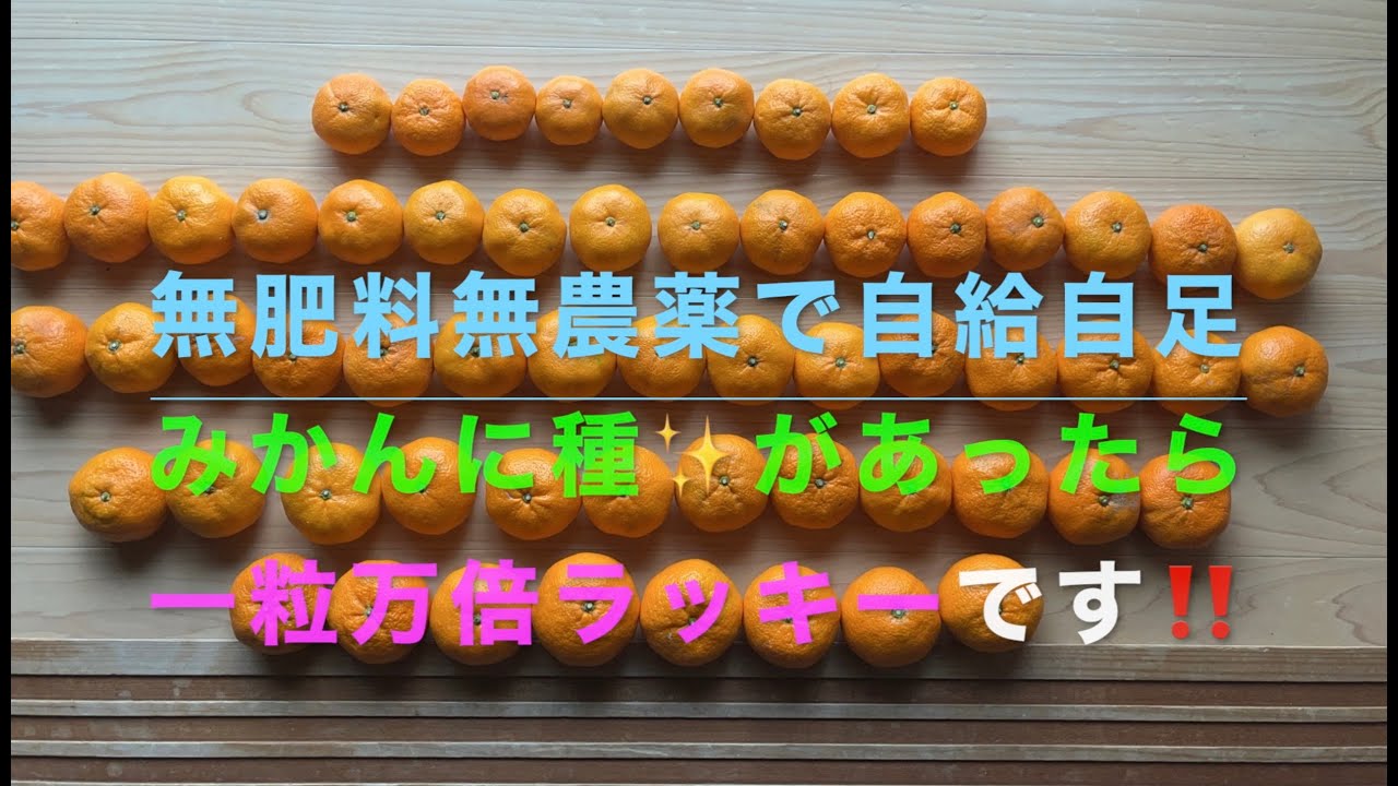 無肥料無農薬で自給自足　みかん🍊に種があったら✨一粒万倍ラッキーです❗️ みかんに種が入っていたらヤッター！ですよね。なぜなら。。。
