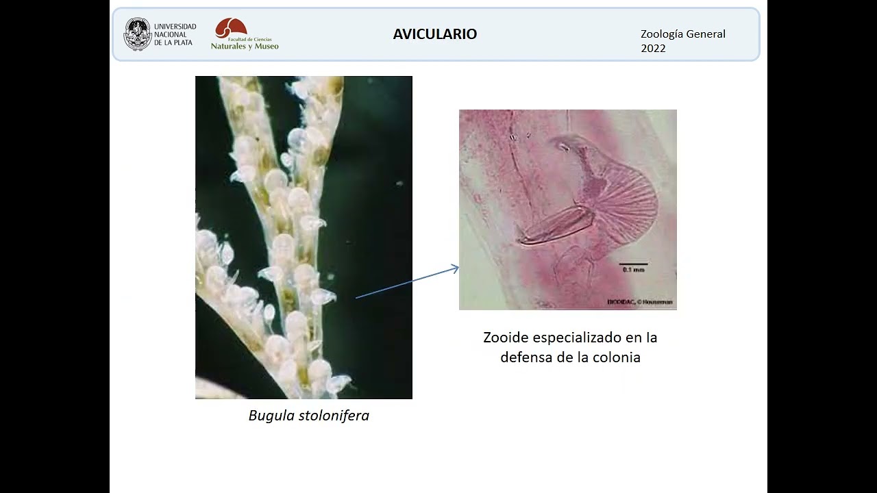 Bryozoa y Brachiopoda 2022