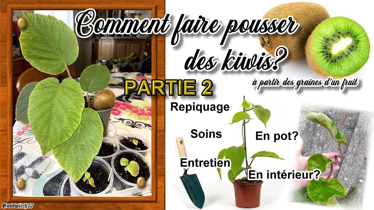 Comment faire pousser des kiwis à partir d'un fruit? PART 2 How to grow kiwi? repiquage entretien