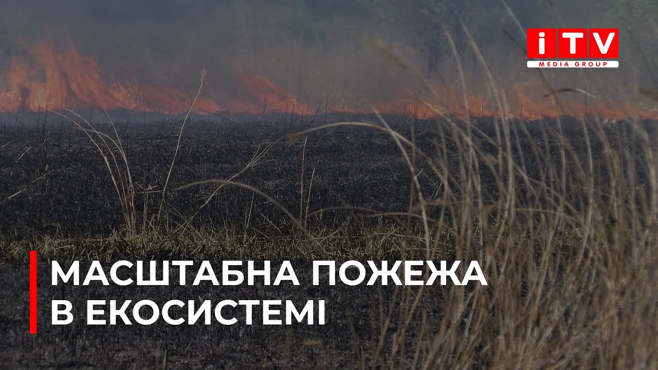 Що стало причиною загоряння очерету на околицях Рівного?