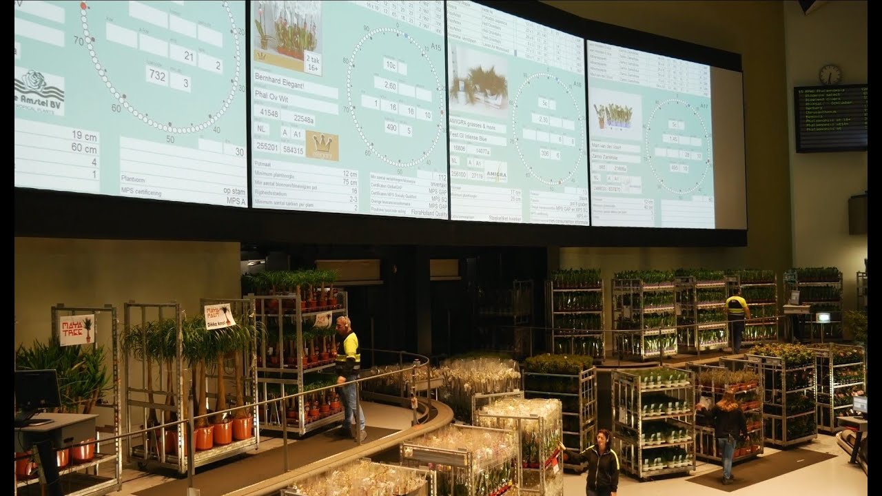 FLORARIILE TRIAS, oaze de frumusete de care te indragostesti pe loc. 🌸🌺🍀