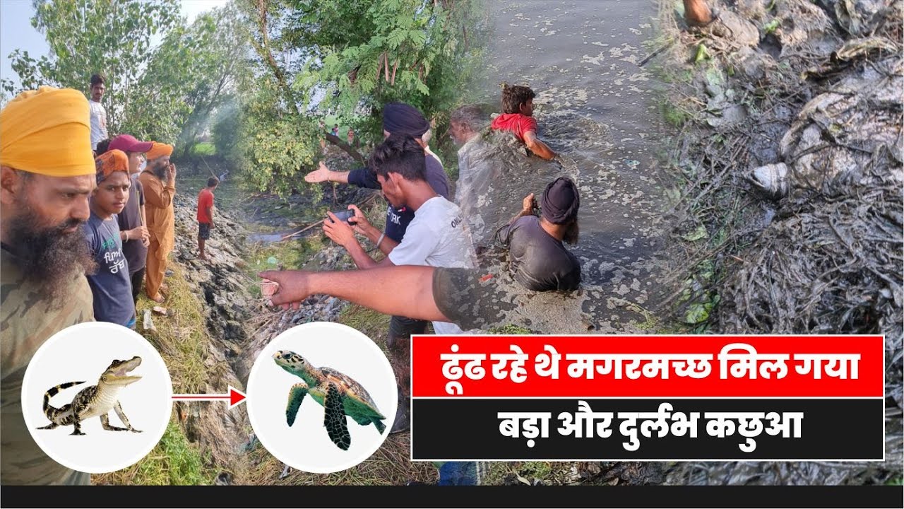 14 दिनों से पूरा गांव पकड़ रहा था मगरमच्छ निकला बड़ा और दुर्लभ कछुआ