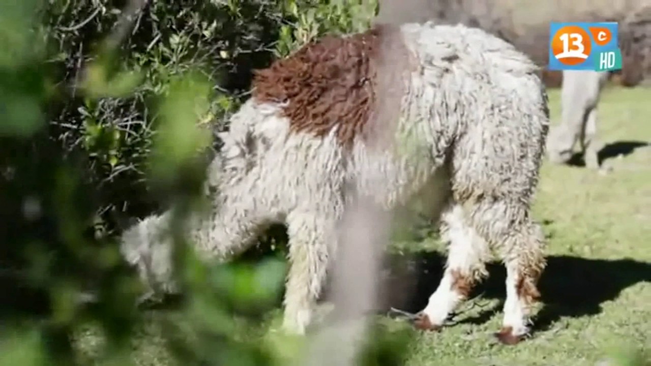 Reportaje chileno sobre el cañon del Colca