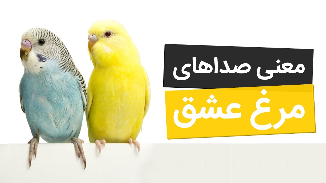 انواع صدای مرغ عشق نر و ماده + معنی اون‌ها!
