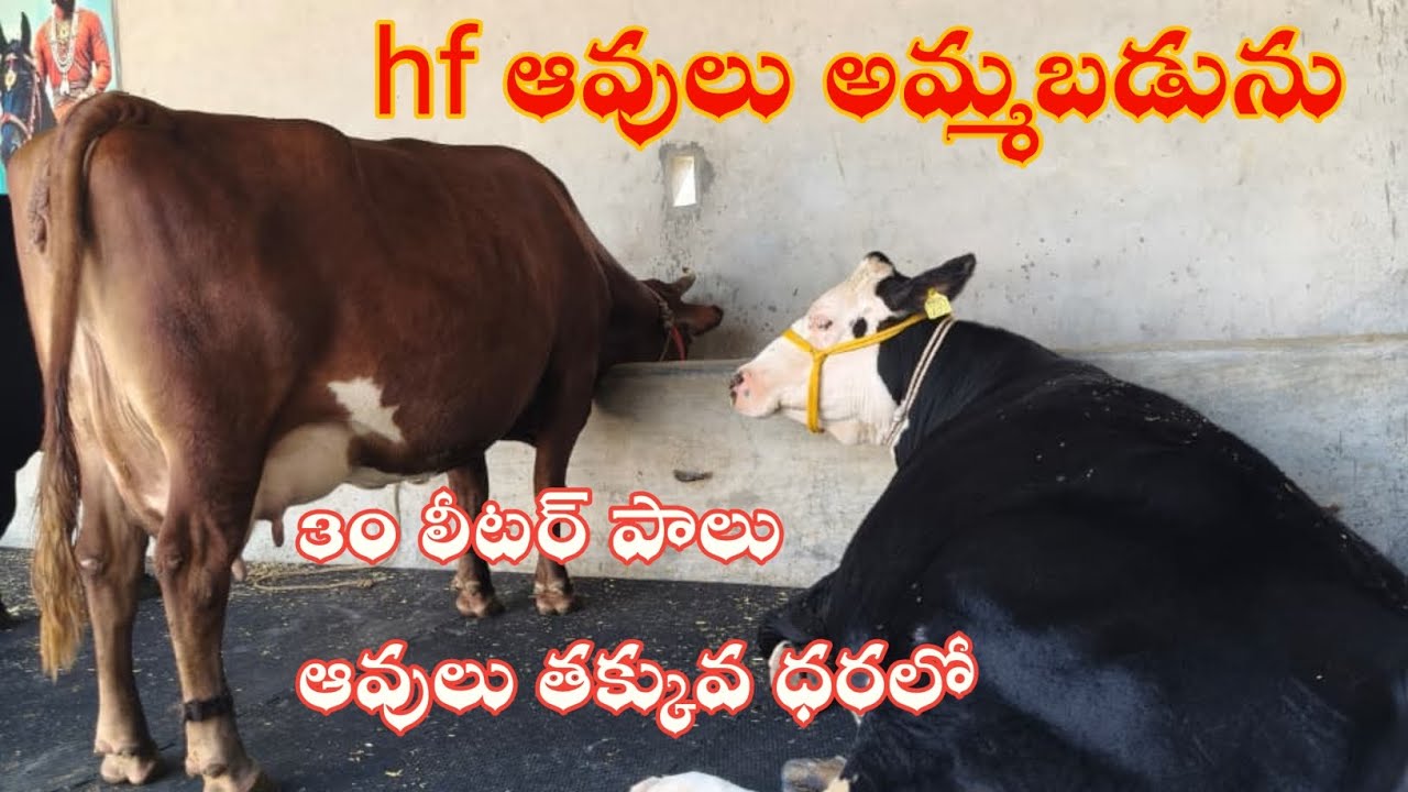 Hf ఆవులు అమ్మబడును|రోజుకు 30 లీటర్ పాలు||hf breed cows for sel|| 30 litters milk for day#diaryfarm 