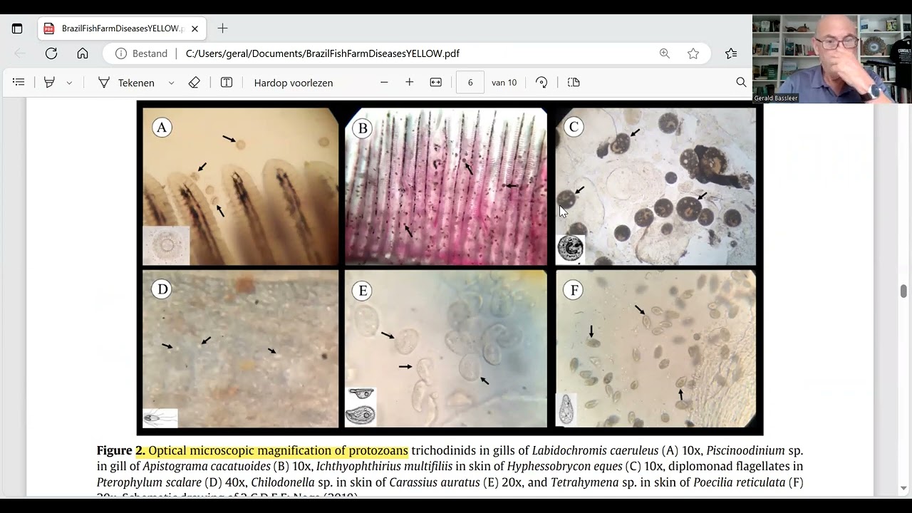 Study nr. 2 Parasitic infections of farmed ornamental aquarium fish from Brazil