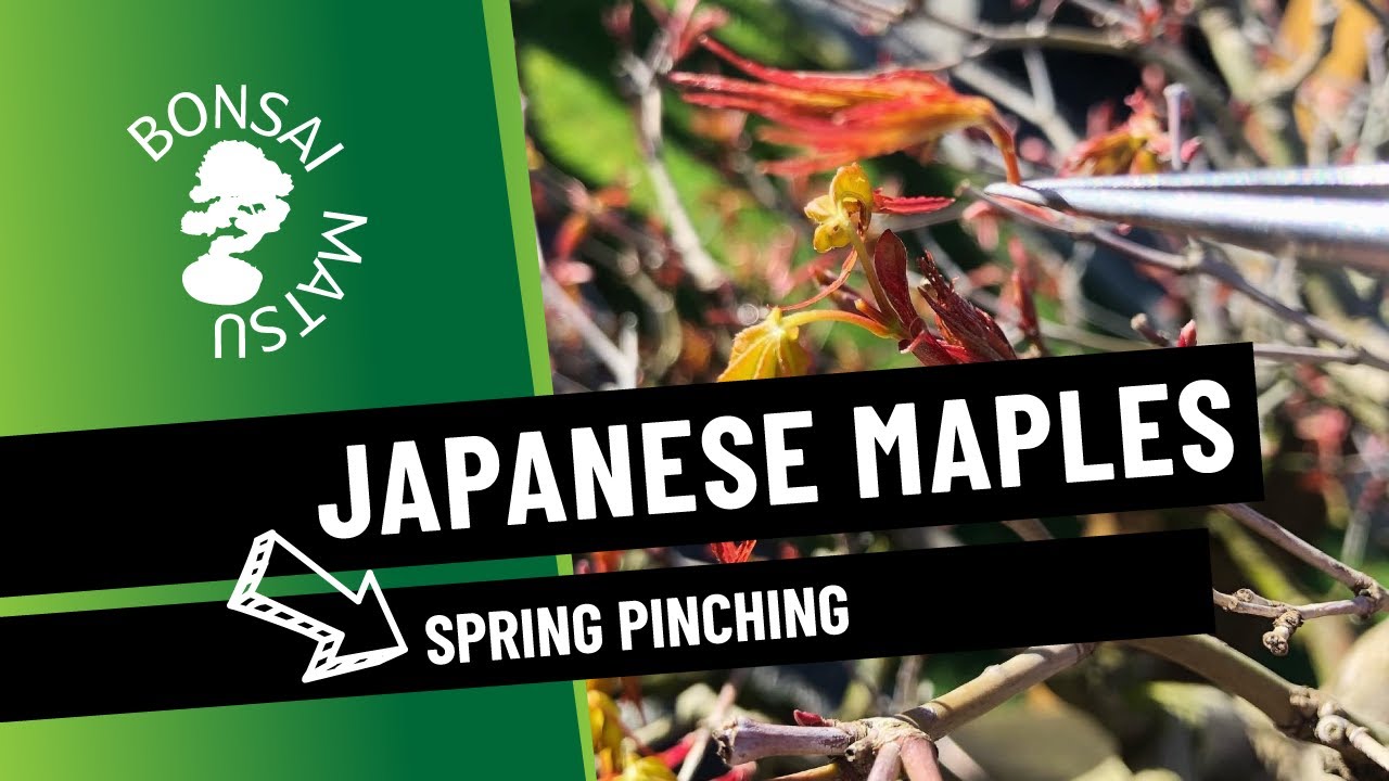 Japanese Maples Spring Pinching