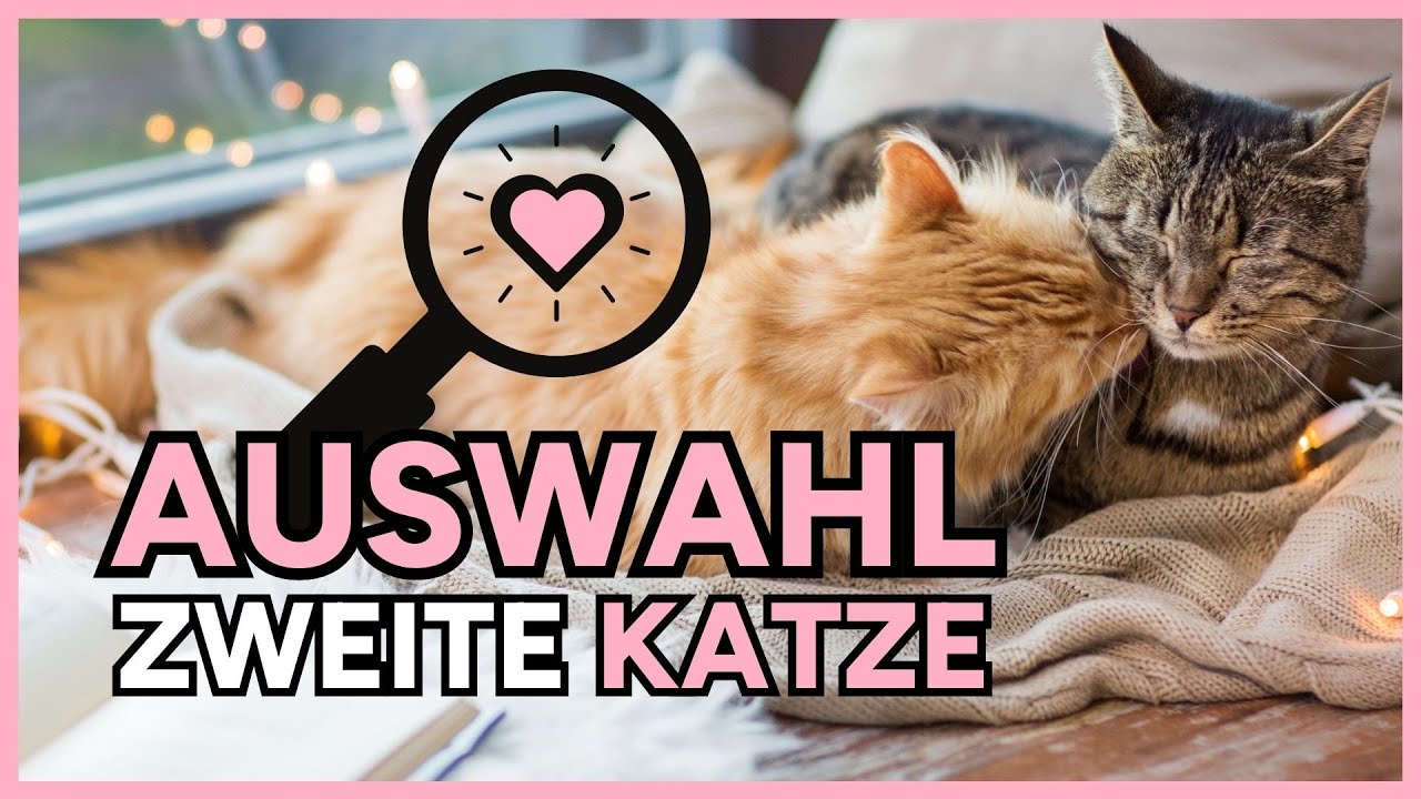 🐈‍⬛🐈WELCHE Katzen PASSEN zusammen💕Auswahl ZWEITE Katze👉Welche Katze passt🐈‍⬛ Zweite Katze anschaffen
