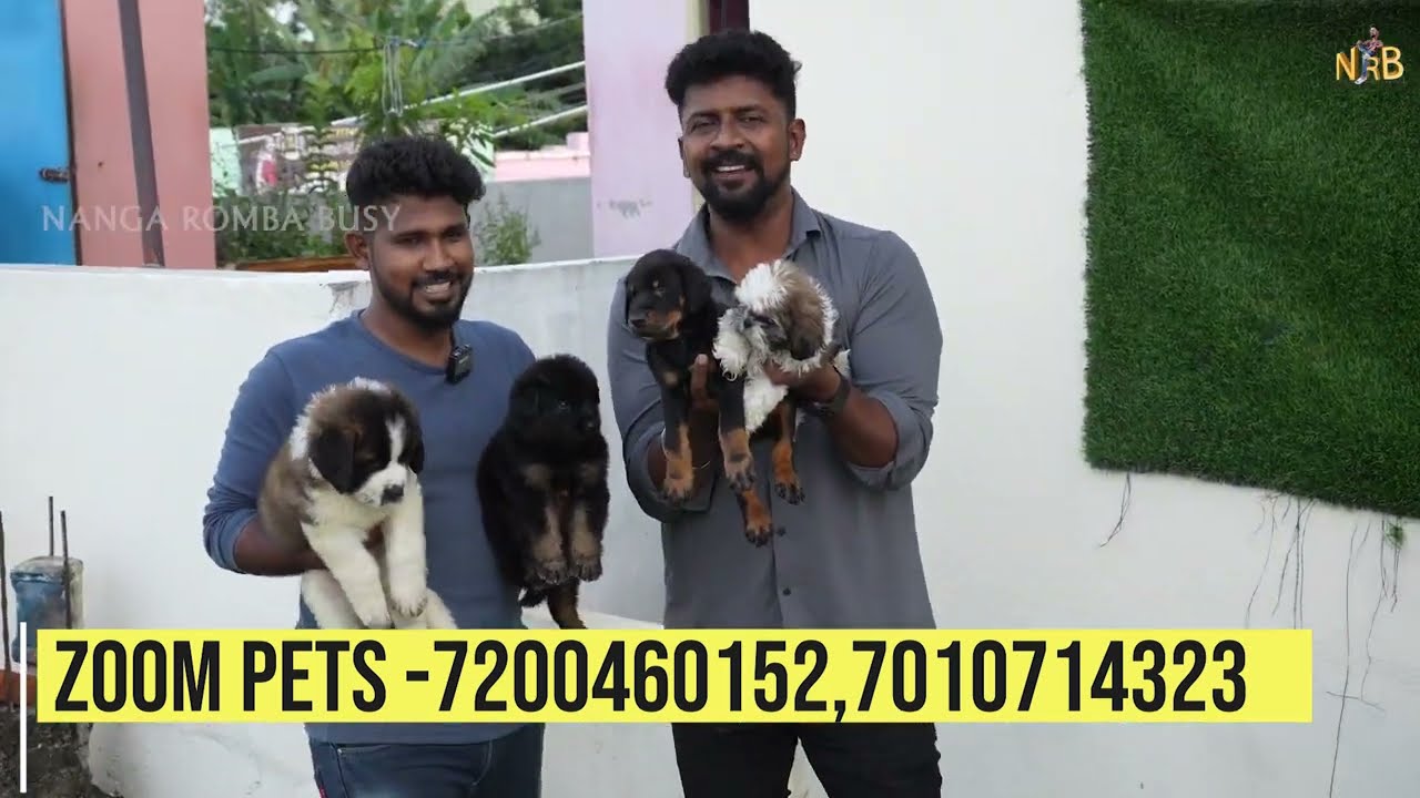 DOGS For Sale / Puppy Sales in Chennai / Dog Kennel in Tamilnadu / Nanga Romba Busy