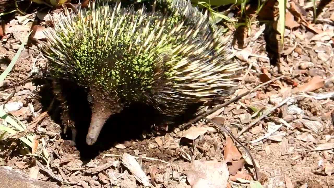 Echidna 2 20260202 151901