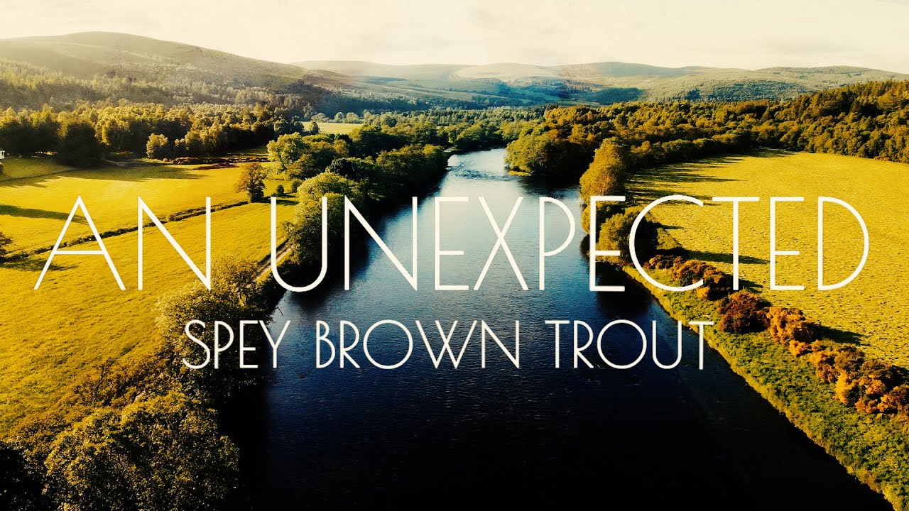 An Unexpected River Spey Brown Trout