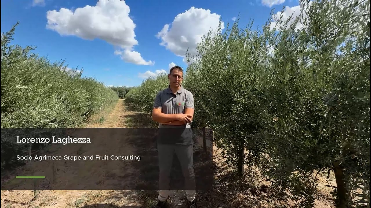 Oliveti Superintensivi: Lecciana e Coriana, tutti i Segreti con Lorenzo Laghezza