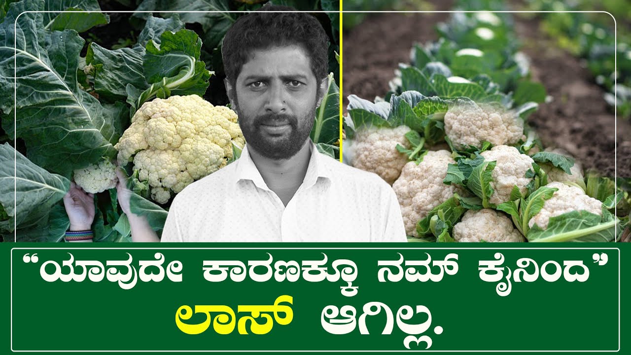 ಹೂ ಕೋಸ್‌ 90 ದಿನಕ್ಕೆ 3 ಲಕ್ಷಕ್ಕೂ ಹೆಚ್ಚಿನ ಲಾಭ ಯಶಸ್ವಿಯಾದ ಮೈಸೂರಿನ ರೈತ @productiondabbi