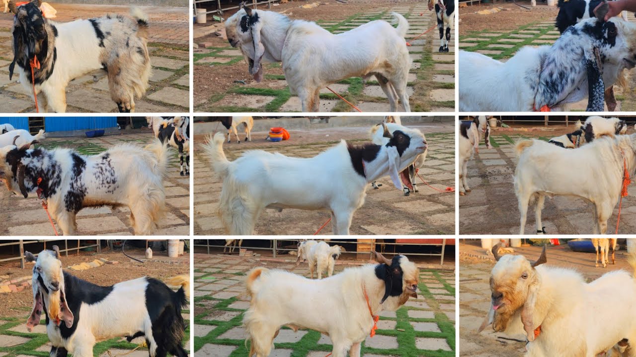 Ek Se Ek Kota Or Malwa Andul Jabardast Quality Or Runing Colour Bhiwandi Razzak & Sinan Goat Ranch