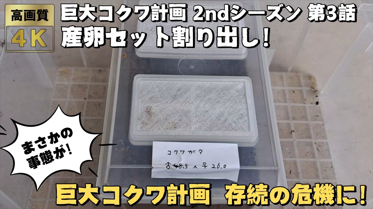 巨大コクワ計画 2ndステージ第3話  産卵セットの割り出しでまさかの事態！巨大コクワ計画存続の危機に！