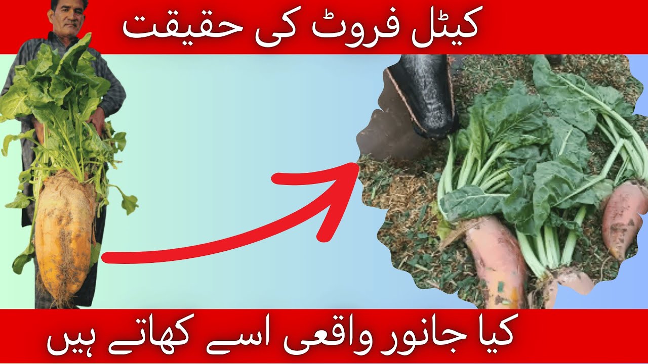 Cattle Fruit Seed Review Cost, Yield & Animal Response| کیٹل فروٹ قیمت، پیداوار اور جانوروں کا ردعمل