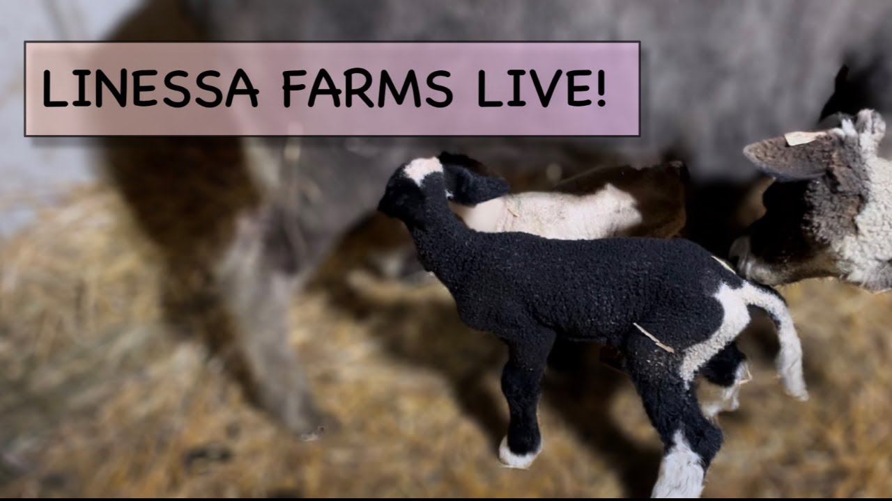 Linessa Farms Live!  January 4th, 2023 Lambing and Kidding