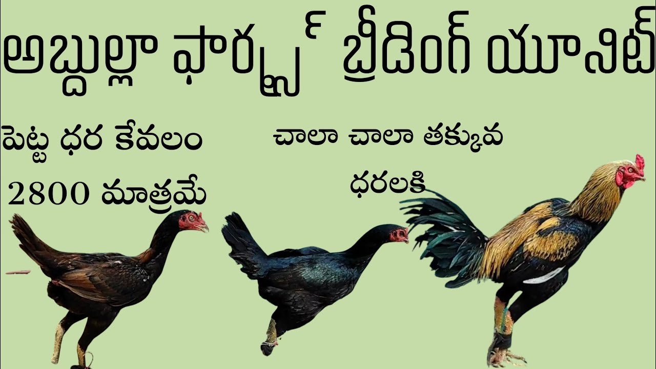అబ్దుల్లా ఫార్మ్ బ్రీడింగ్ యూనిట్ #90320 75782 #khrfarms #khrfarms 