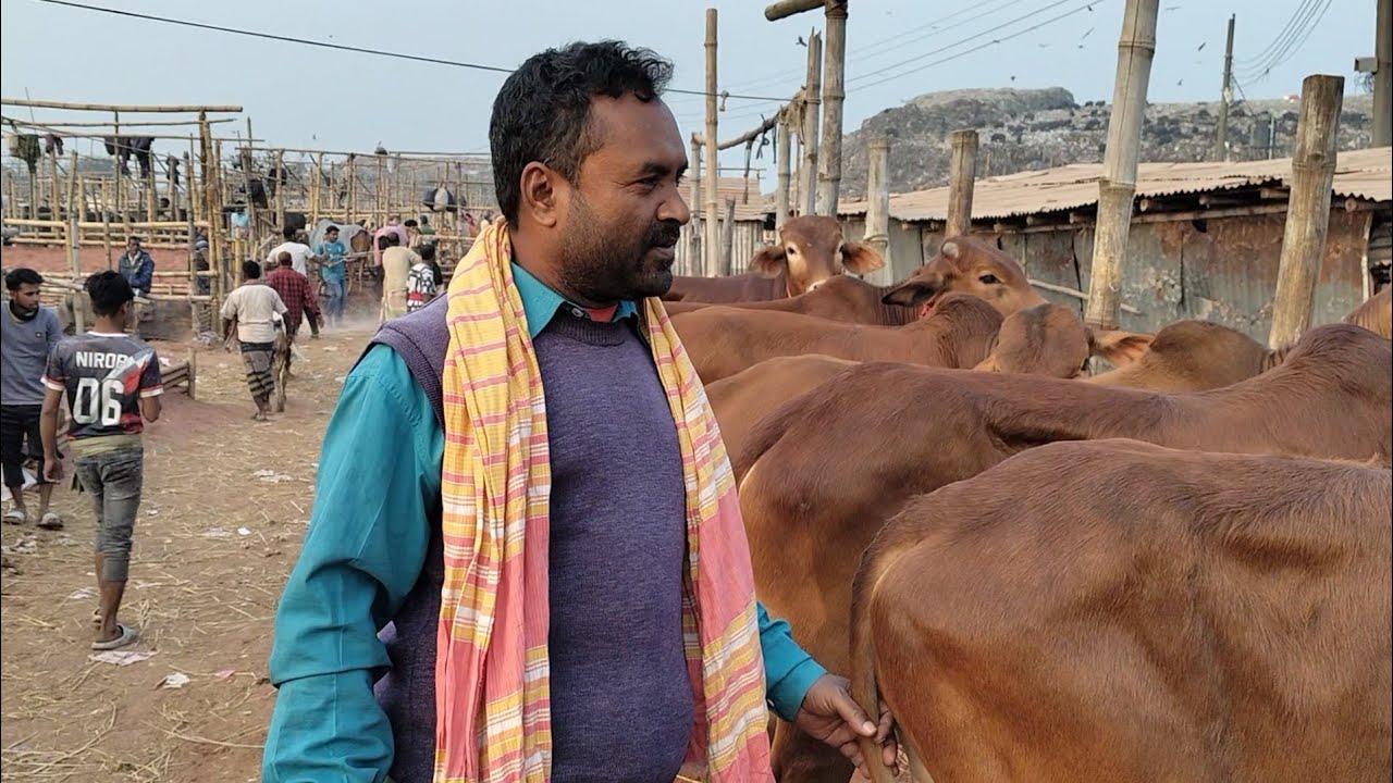 লটের গরু কিনুন আজই।