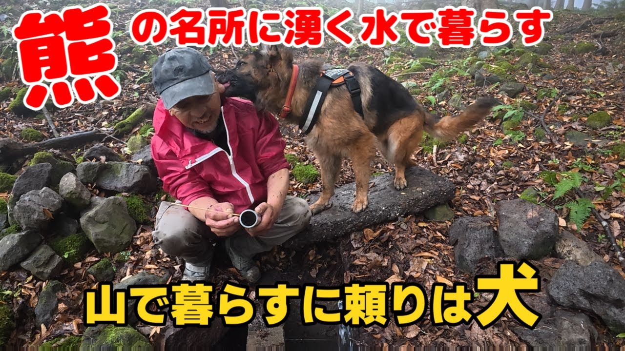 犬と山暮らし（熊の名所の湧水で暮らす）