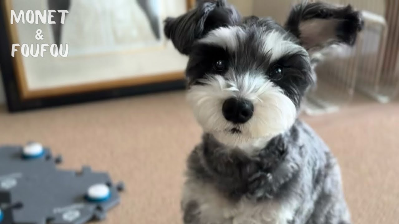 疲れたママを見て…しゃべる犬が言った尊い一言