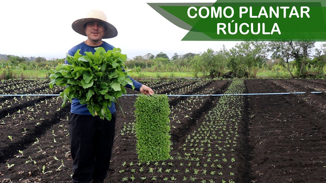PLANTEI R&Uacute;CULA NA HORTA | AGRICULTURA FAMILIAR