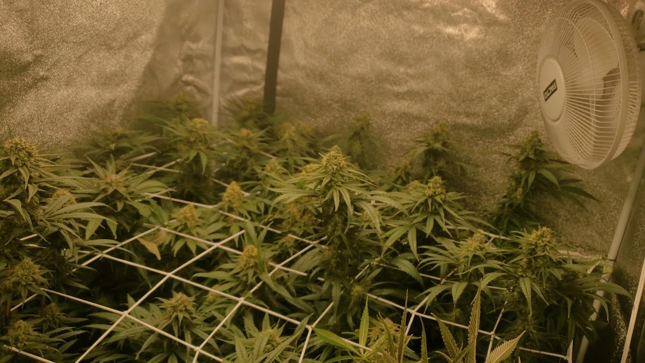 Zombies kush week 5 ripper seed (clone)