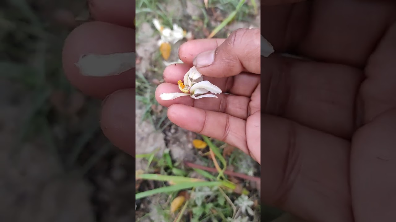 Amazing Village life of Spring-Colecting Moringa Flower#1323 #sandhyasvillagelife #village #moringa