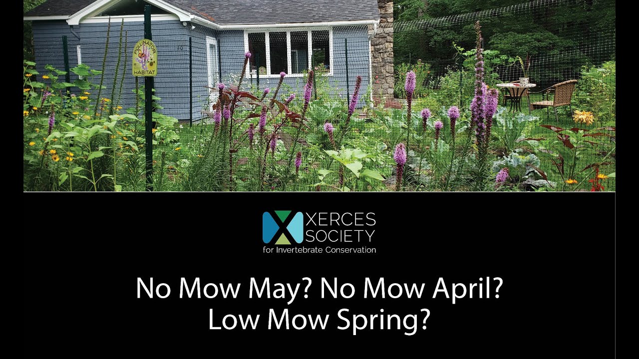 No Mow May? No Mow April? Low Mow Spring?