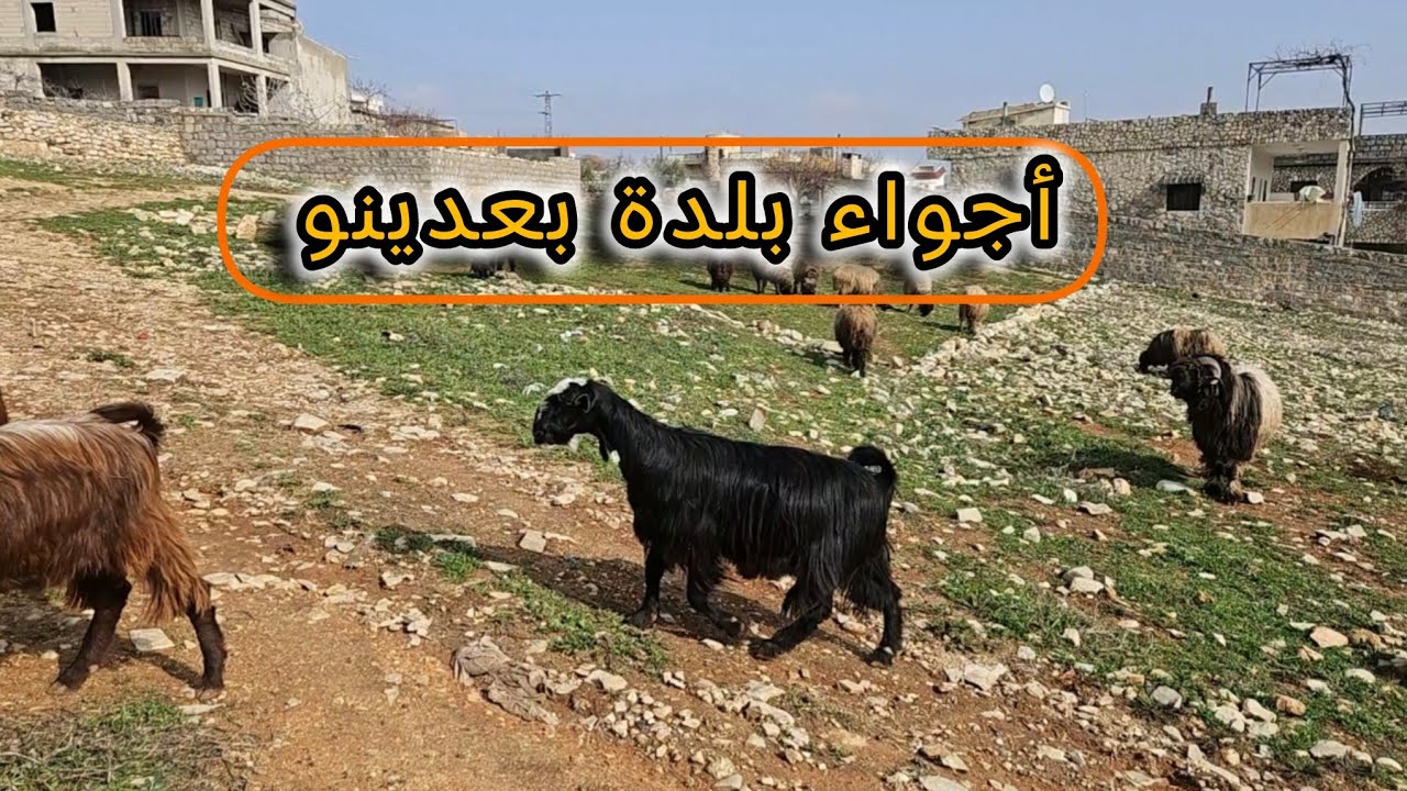 جولات بعدينو مع أجمل الطبيعة #عفرين #بعدينو 