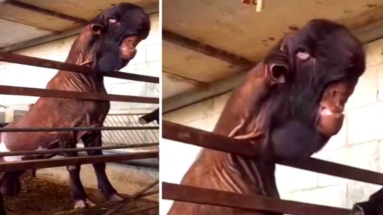 7 Razas De Cabras Que No Creer&aacute;s Que Existen