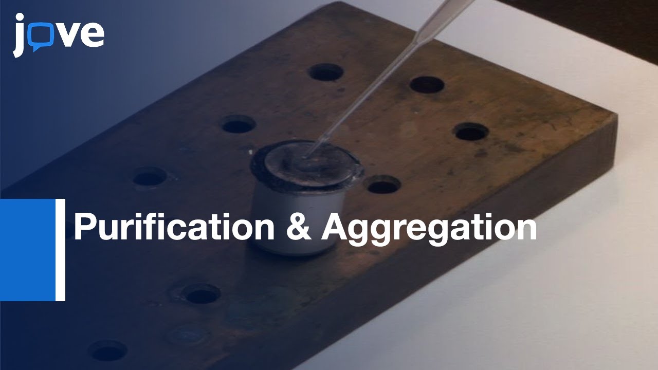 Purification & Aggregation: Amyloid Precursor Protein Intracellular Domain l Protocol Preview