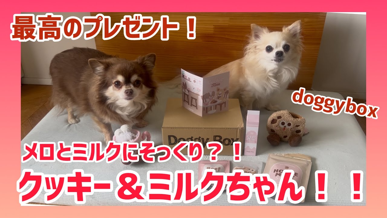 愛犬に最高のプレゼント！メロとミルクにそっくり？なクッキー＆ミルクちゃん登場！#ドギーボックス　#バレンタインデー