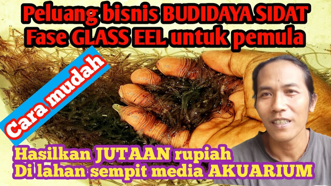 Cara mudah BUDIDAYA SIDAT media akuarium fase GLASS EEL pakan sidat pasta untuk PEMULA