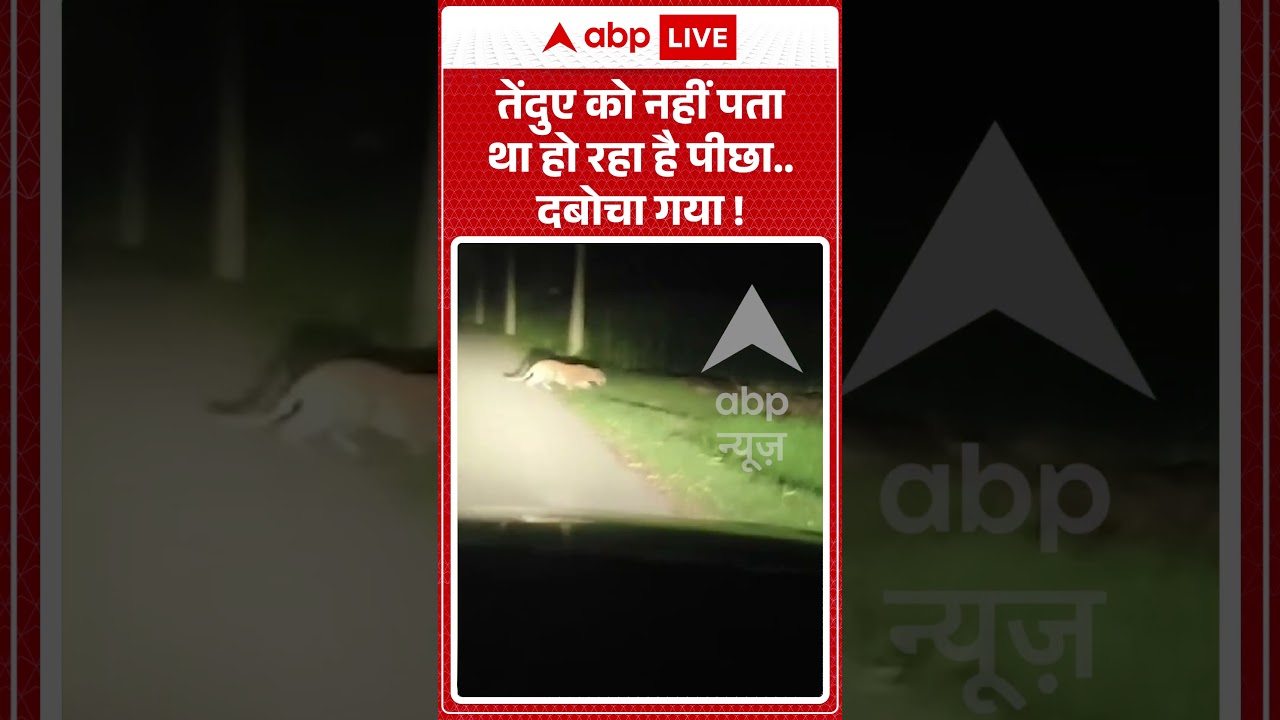 Viral Video : तेंदुए को नहीं पता था हो रहा है पीछा... दबोचा गया ! | #LeopardRescue