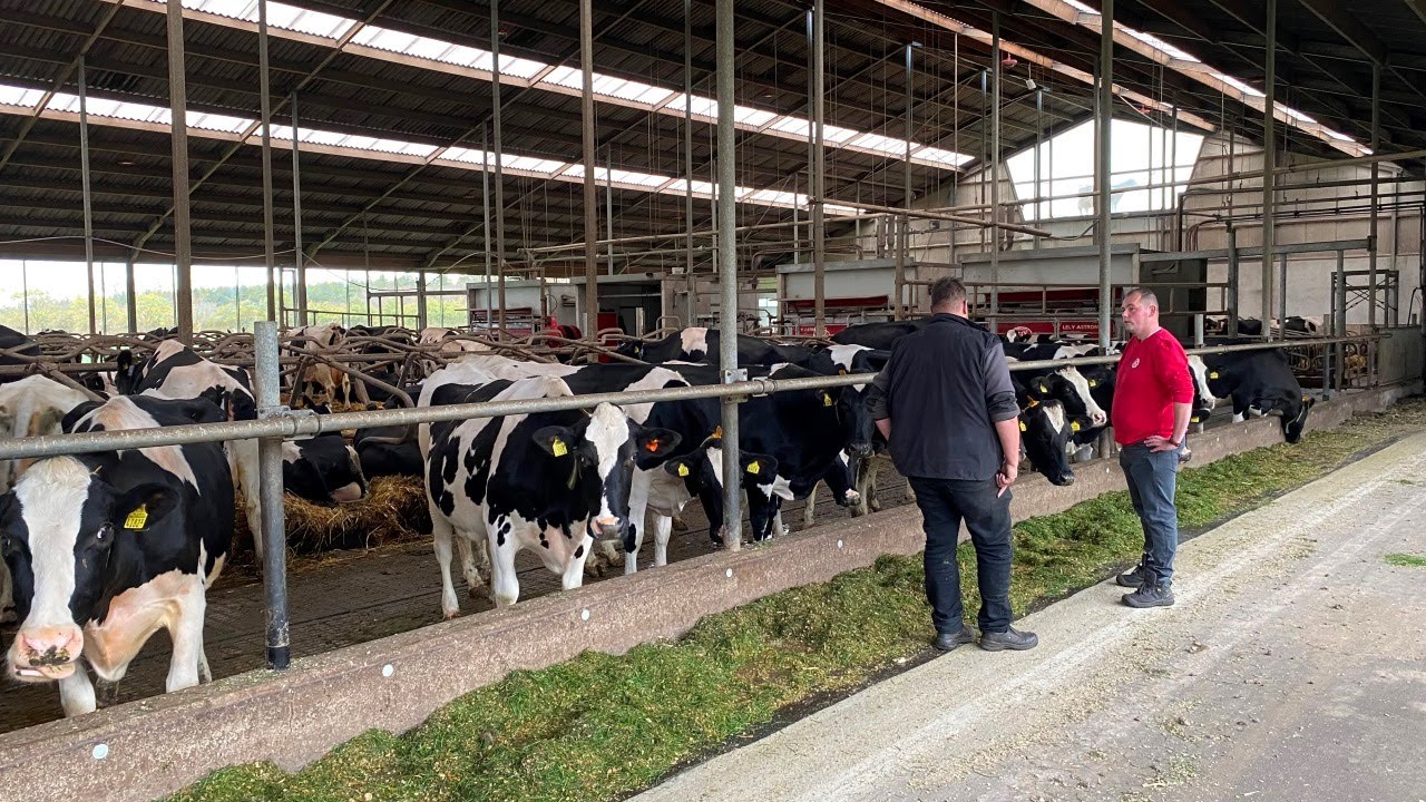 Op bezoek bij melkveebedrijf Schepens in Maarheeze | LG Seeds