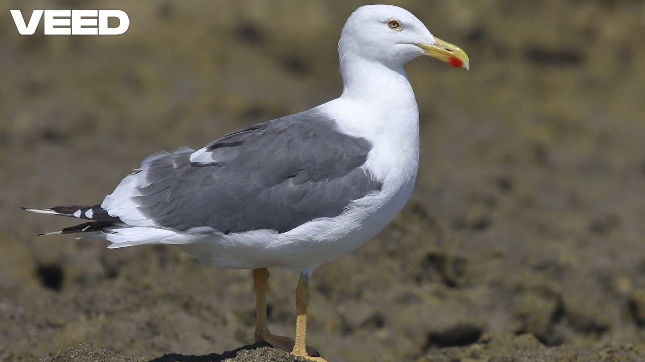 Yellow legged Gull