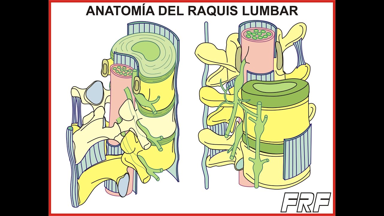 Anatom&iacute;a del Raquis Lumbar