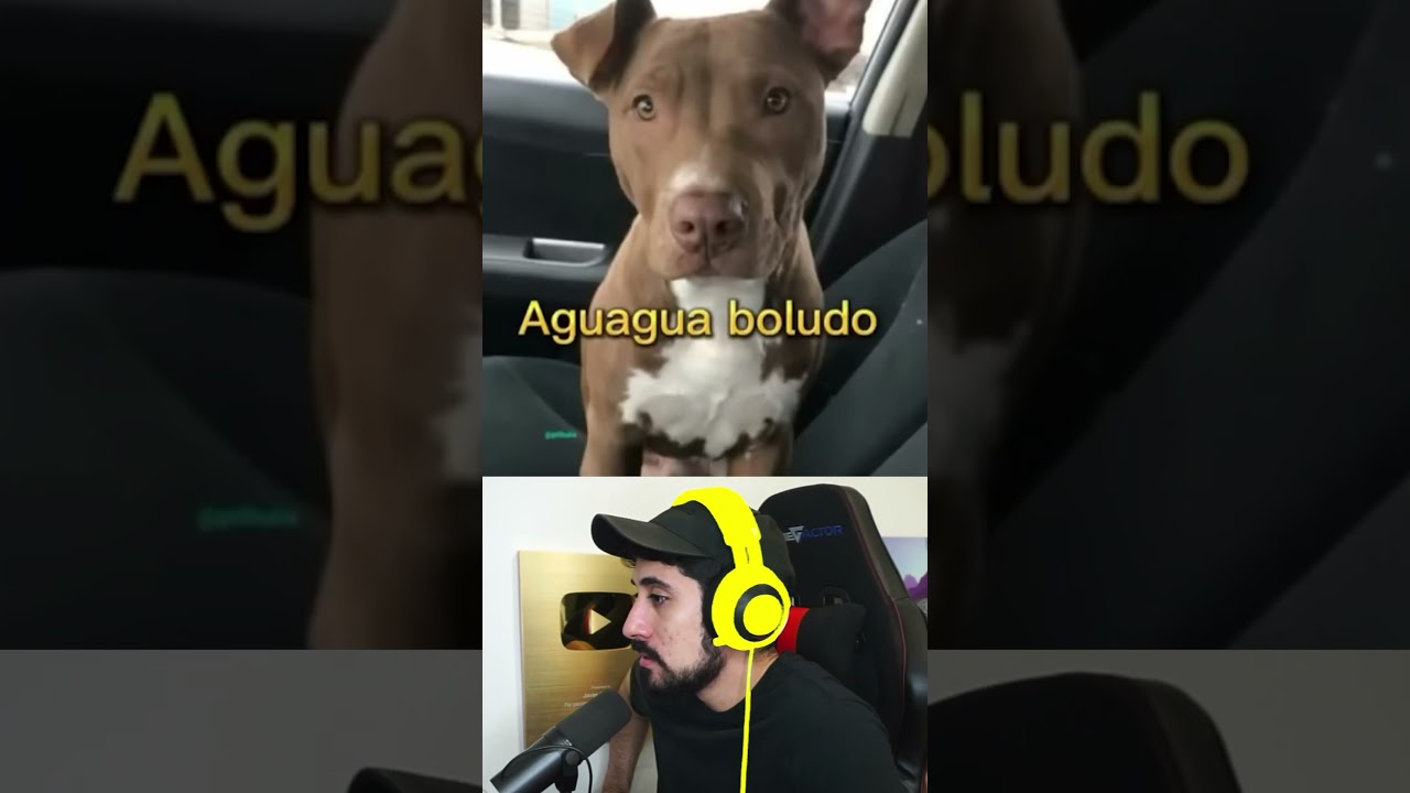 PERROS QUE ROMPIERON EL SISTEMA PARTE 4 😳