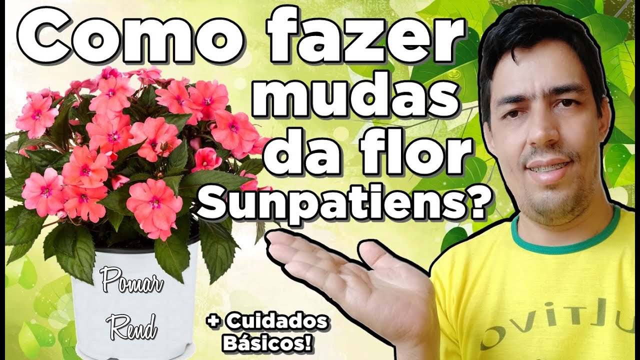 Como fazer mudas da flor Sunpatiens? + Cuidados B&aacute;sicos!