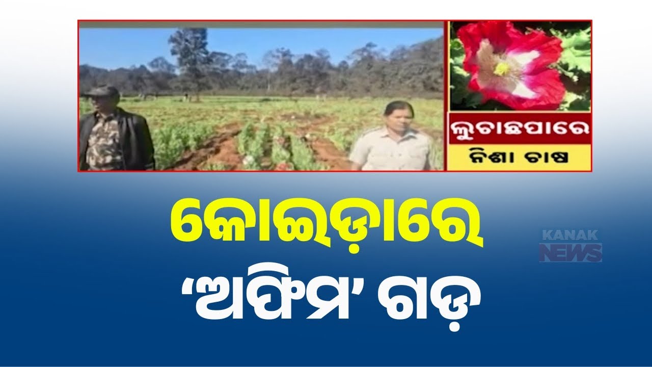 Odisha's Biggest Opium Plantation Busted! Police Raid in Sundargarh Forest