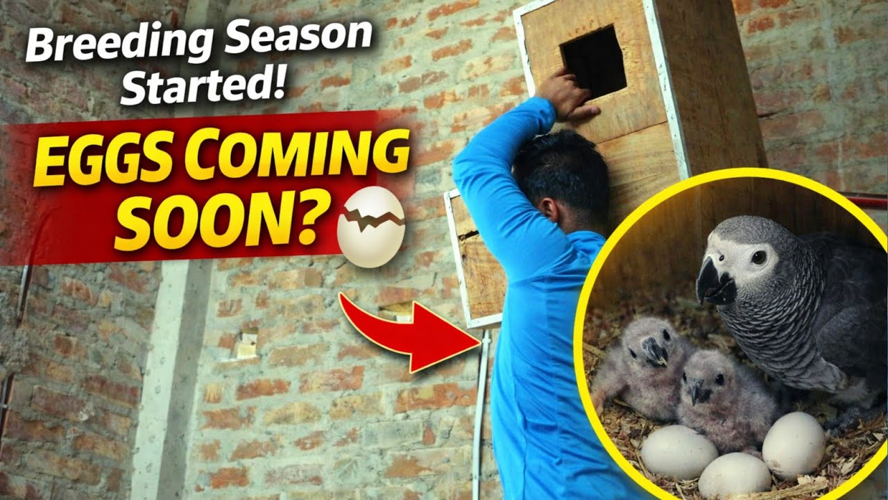 👉 African Grey Egg Laying Box Setup | Breeding Season Started! 🦜🥚