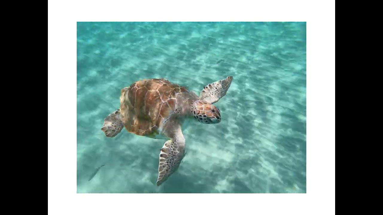 Snorkelen Playa Grandi - Cura&ccedil;ao