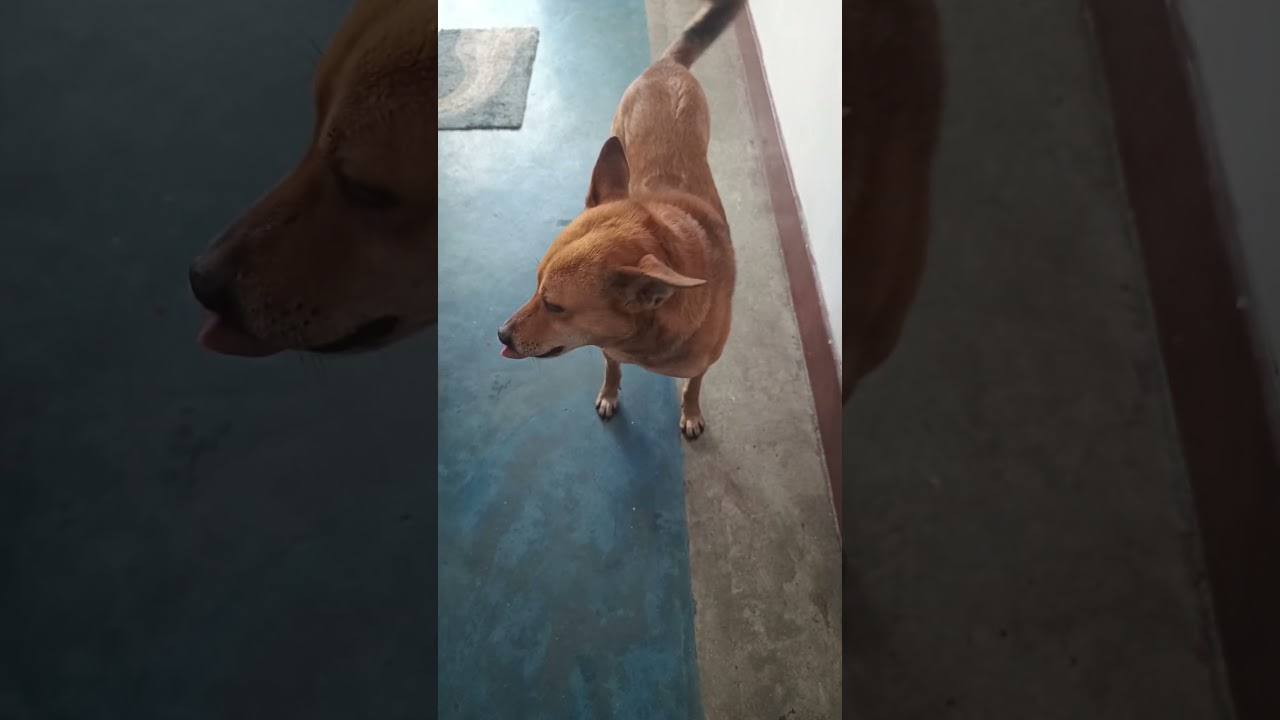 dog says I love you #dog #doglover #indiedog  #desikutta #kutta