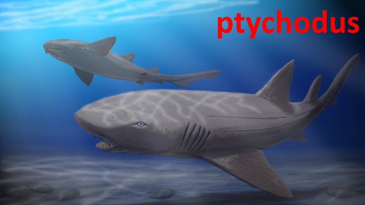 ptychodus