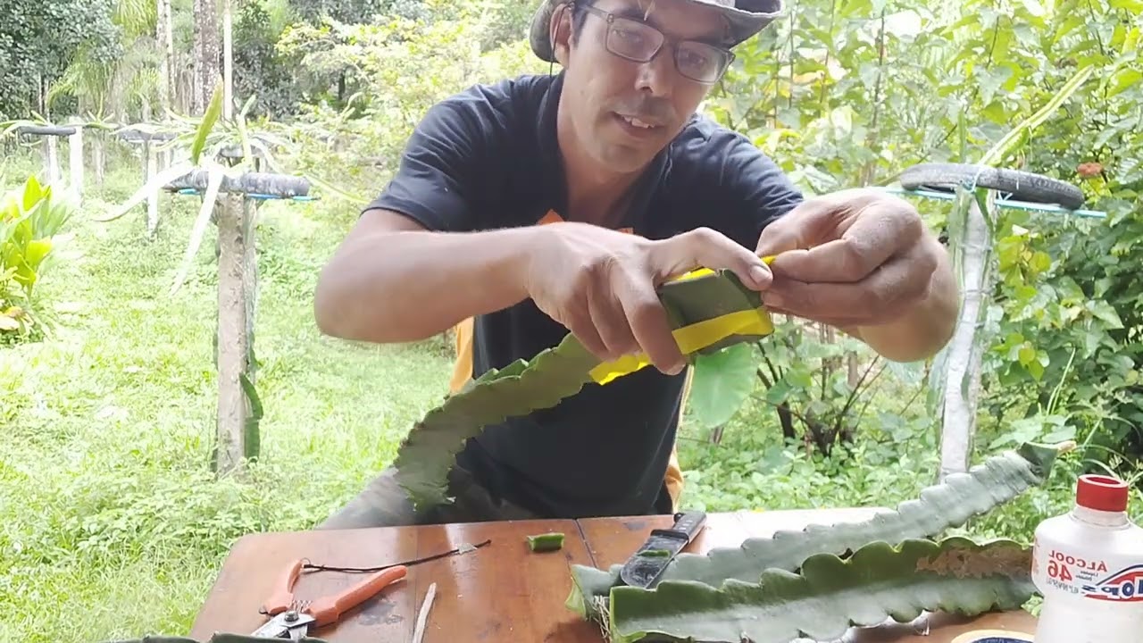 Enxerto de Cunha em pitaya muito bom