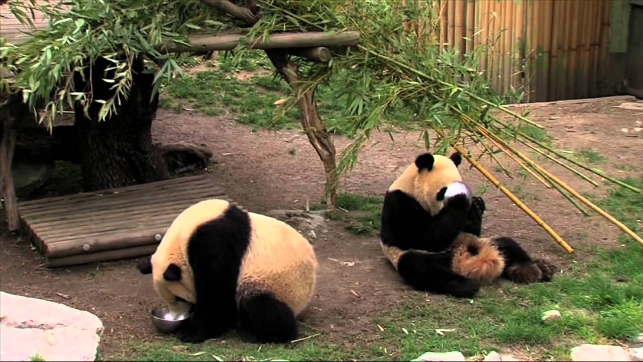 Despedida de las crías de osos panda del Zoo Aquarium de Madrid